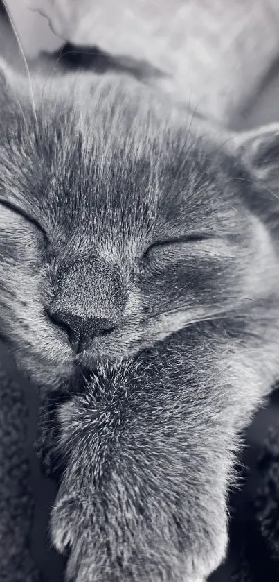 A serene sleeping kitten in grayscale, ideal for phone wallpaper.