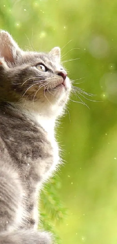 Gray kitten sitting on ledge with lush green background.