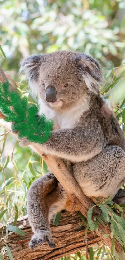 A serene koala perched on a eucalyptus tree branch.