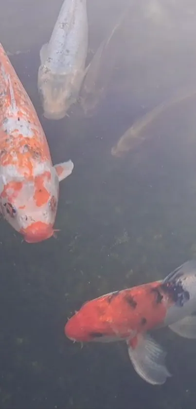 Three koi fish swimming in tranquil water, creating a serene mobile wallpaper.