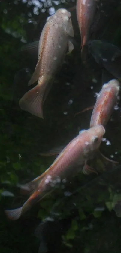 Koi fish swimming in a tranquil pond.