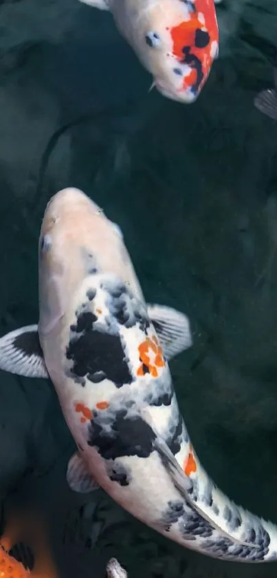 Vibrant koi fish swimming in calm waters, showcasing colorful patterns.