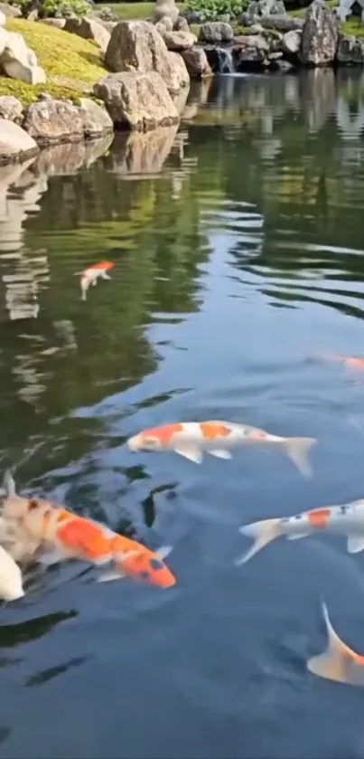 Colorful koi fish swimming in serene pond with stone reflections.