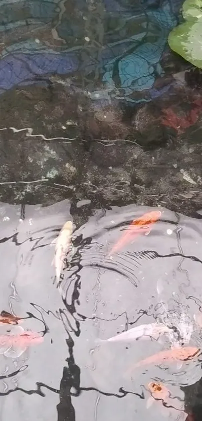 Serene koi pond with vibrant fish in peaceful water setting.