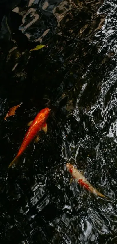 Vibrant koi fish swimming in a serene pond with rippling water.