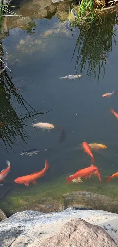 Serene koi pond with vibrant fish and lush greenery.