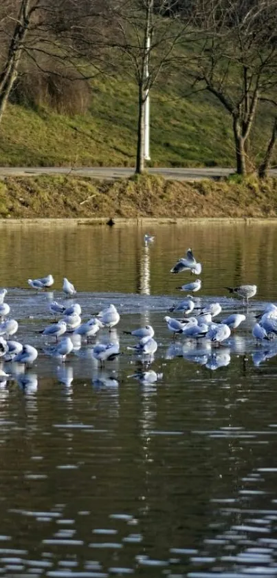 Serene lake with resting seagulls and trees.