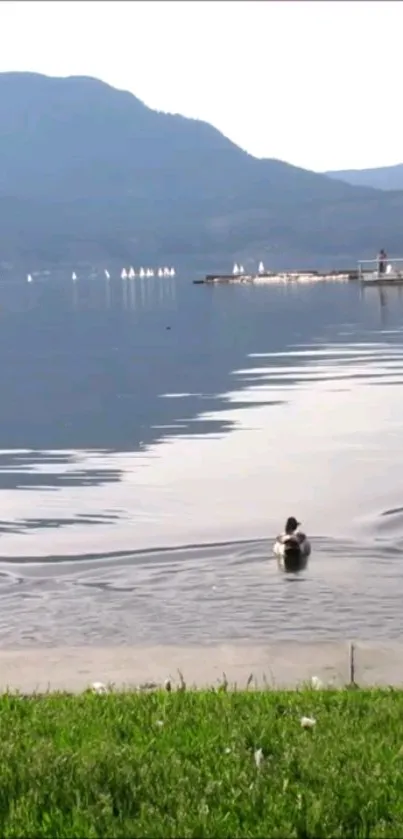 Duck swimming in a serene lake with mountain backdrop.