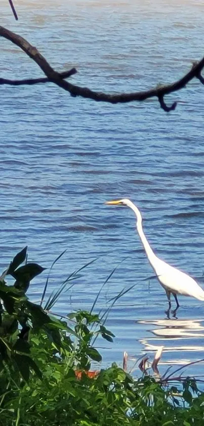 Egret standing in calm lakeside waters surrounded by nature.