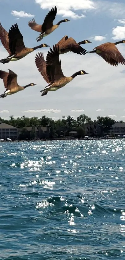 Geese flying over a sparkling lake against a bright blue sky.