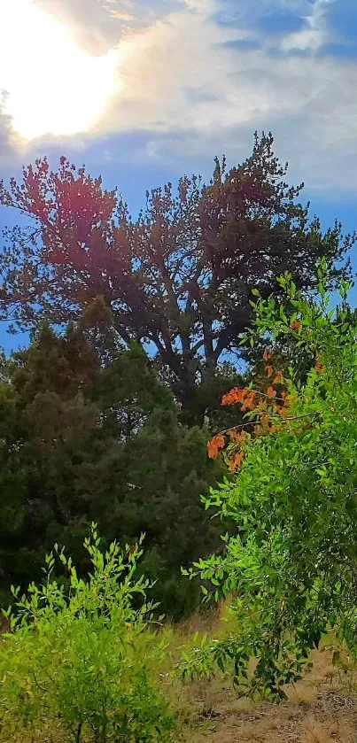 Serene natural landscape with trees and a sunlit cloudy sky.