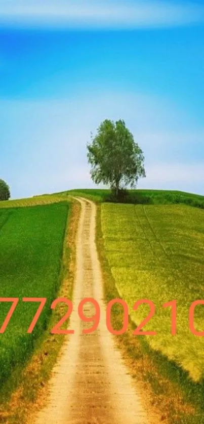 Serene countryside path under a blue sky.