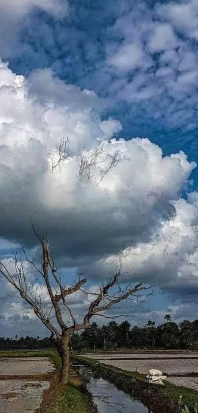 Lone tree under a dramatic sky in open field.