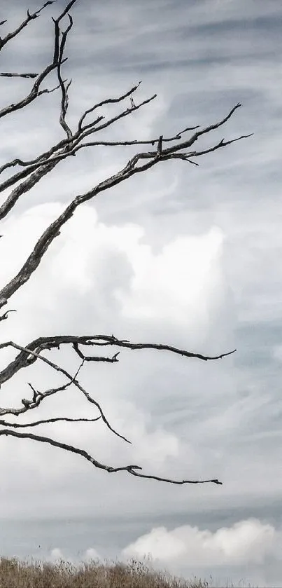 Lone tree under a serene cloudy sky.