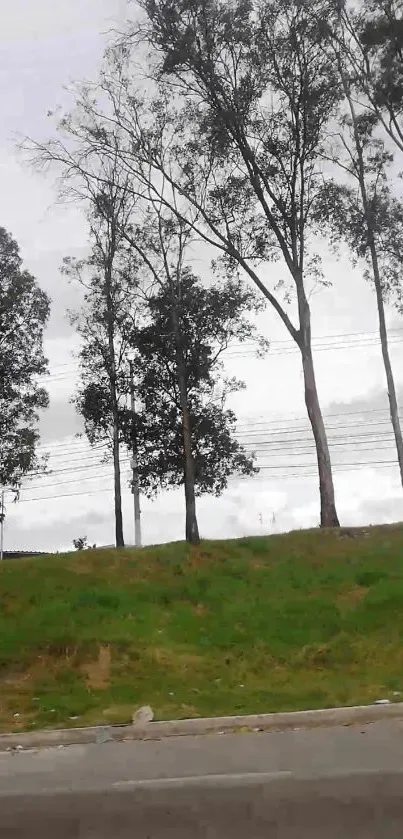 Serene landscape with tall trees and cloudy sky in the background.