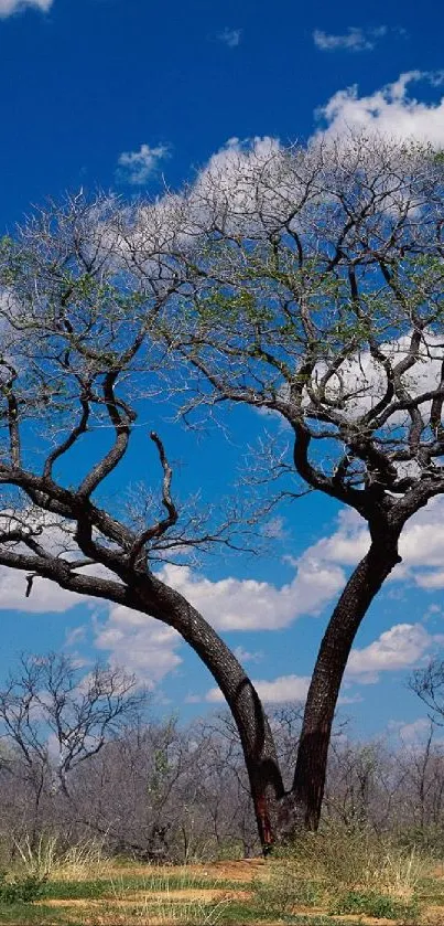 Tall tree under a bright blue sky with fluffy clouds.