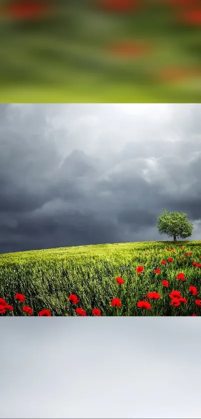 Serene landscape with red poppies and a lone tree under a stormy sky.