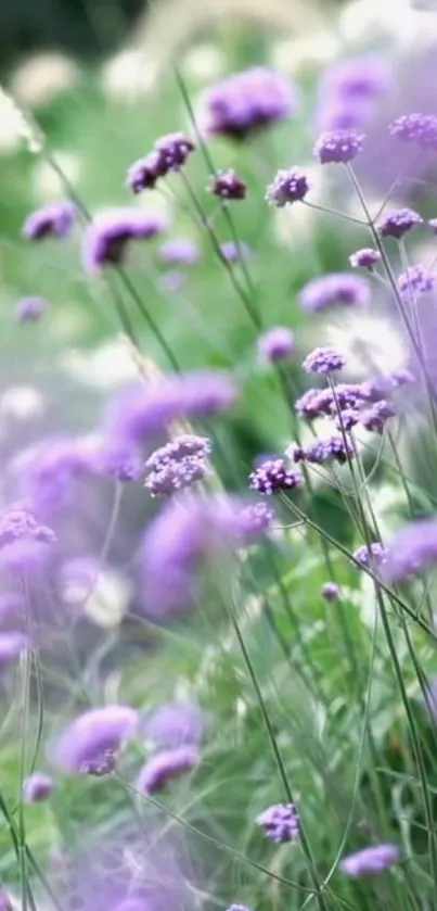 Serene lavender flowers in a lush meadow, ideal for a calming mobile wallpaper.