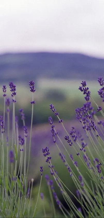 Lavender field with purple blooms and a blurred landscape background.