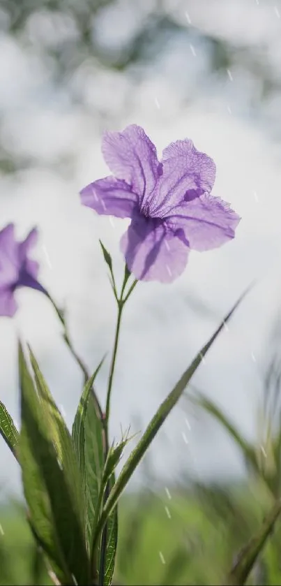 Lavender flower in focus with blurred background.