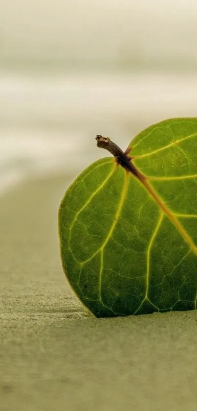 Green leaf on sandy beach background for mobile wallpaper.