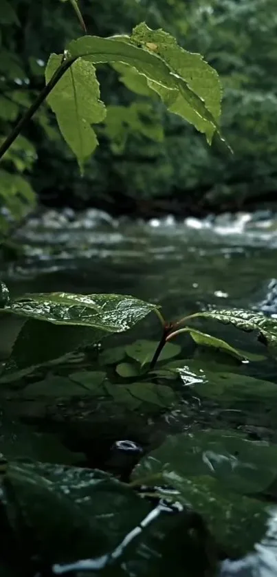 Lush green leaves over a calm river, creating a serene and natural mobile wallpaper.