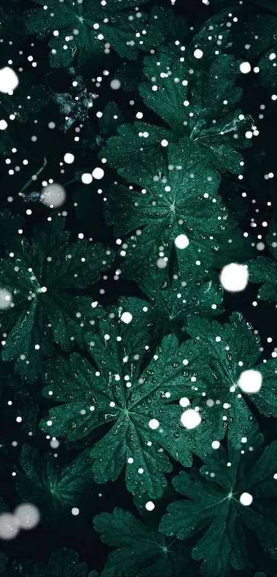 Dark green leaves with falling snowflakes creating a serene wallpaper.