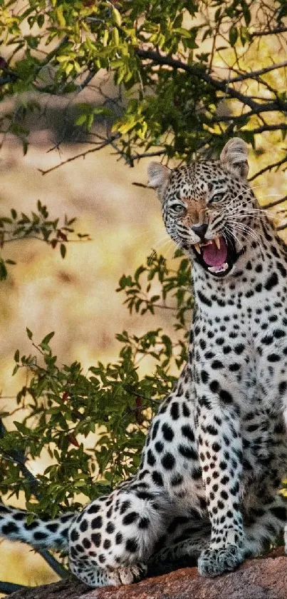 Leopard sits calmly on rock in forest, with lush greenery in the background.