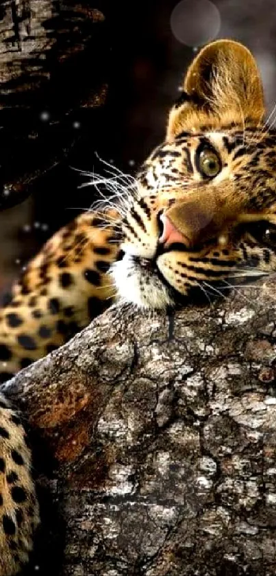 Serene leopard resting on tree wallpaper, perfect for mobile phones.