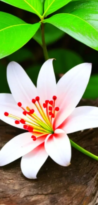 Lily on wood with green leaves wallpaper.