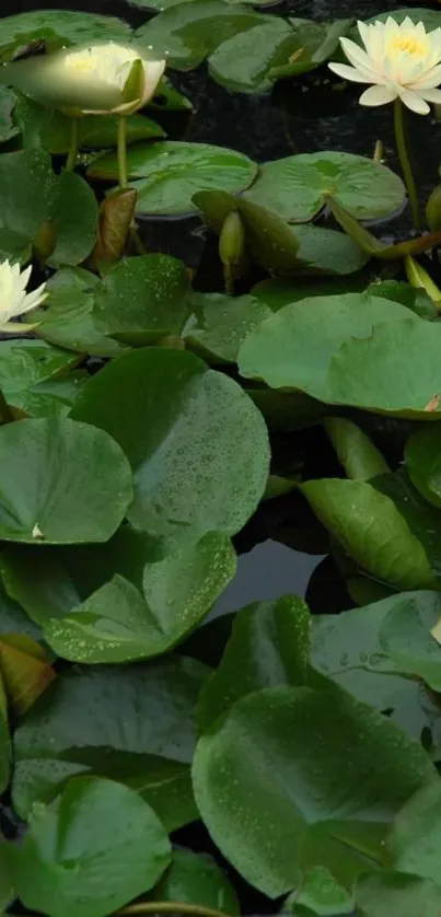 White water lilies and green lily pads on a tranquil pond.