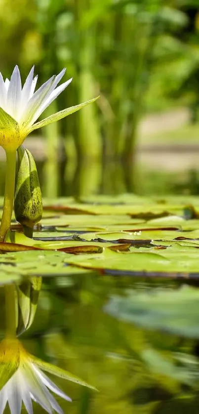 Serene lily pond with reflections, lush green surroundings.