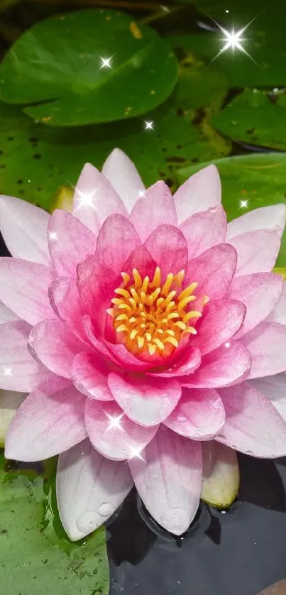 Pink lotus blossom in green pond setting.