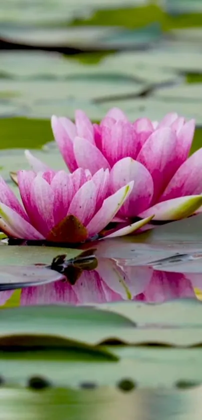 Pink lotus flowers on a tranquil lily pond.