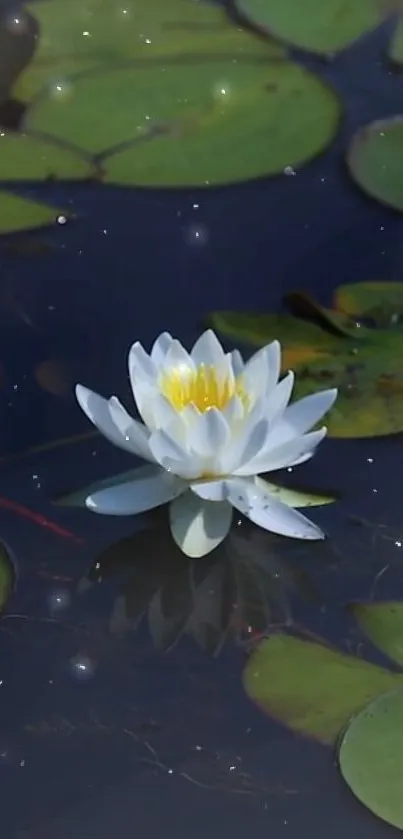 A white water lily floating in a green pond with surrounding lily pads.