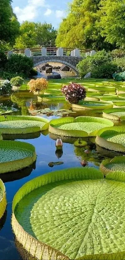 Serene pond with large lily pads and a scenic bridge background.