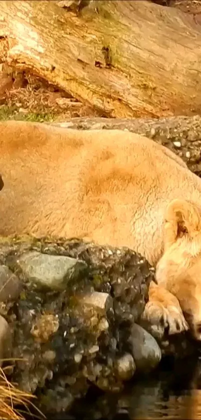 Lion resting by a water edge in serene nature scene.