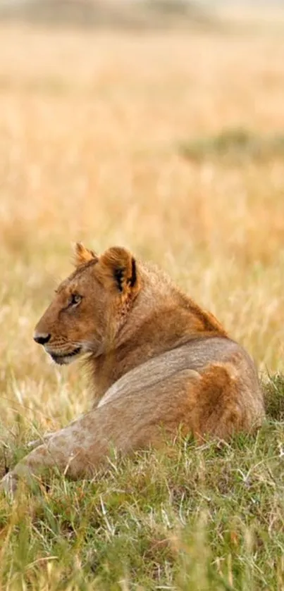 A serene lion rests in golden field, epitomizing wilderness beauty.