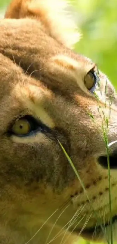 Serene lion resting in lush green nature setting.