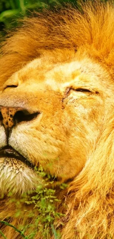 Close-up of a serene lion resting in nature, showcasing its golden mane.