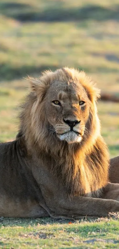 Serene lion pair resting in open grassland.