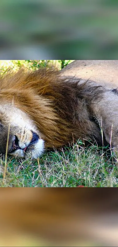 Sleeping lion in natural habitat mobile wallpaper.