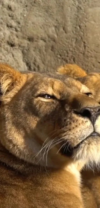 Two lionesses basking in sunlight against a stone wall.