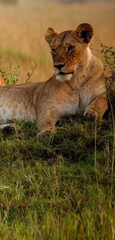 Lioness resting in serene African savanna landscape.