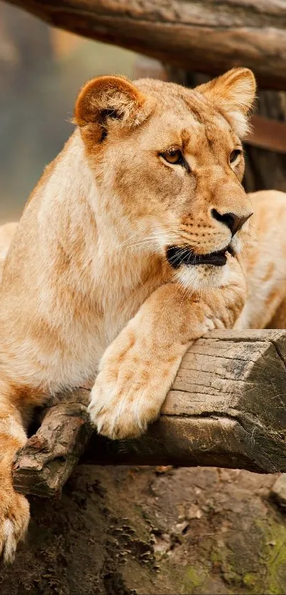 Lioness peacefully resting on wooden logs in a natural setting.