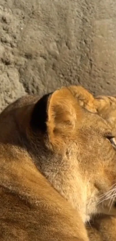 Lioness resting against a textured rock wall in sunlight.