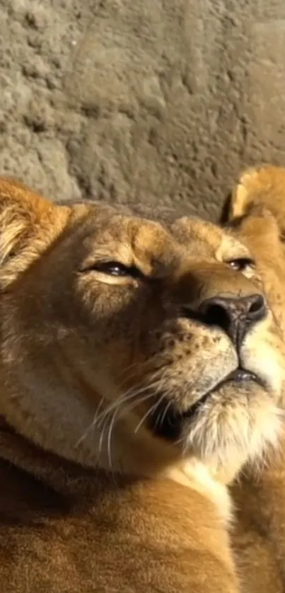 Serene lioness basking in sunlight against a rocky backdrop.