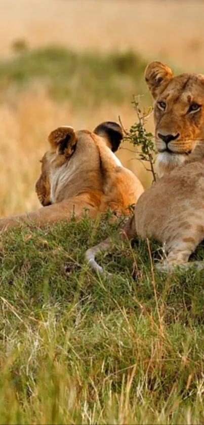 Two lions resting on grassy savanna at sunset.