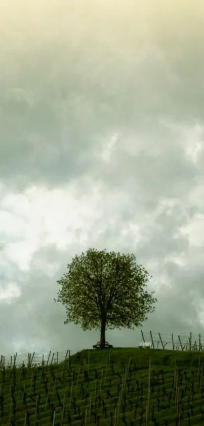 Lone tree on hill under cloudy sky.