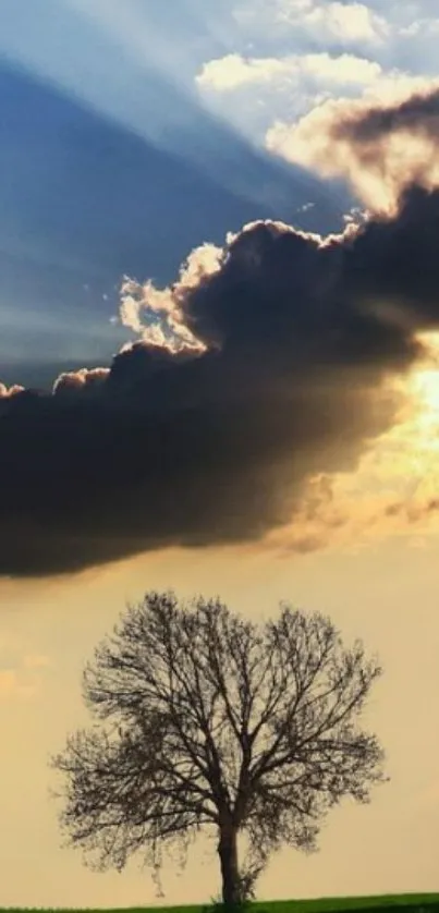 Lone tree under a dramatic sunset sky with clouds.